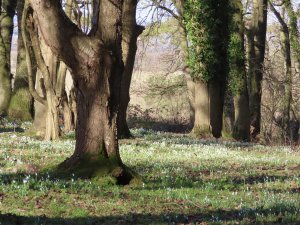 Snowdrops