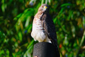 Broad - winged Hawk