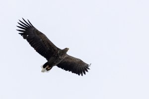 Eagle over the house