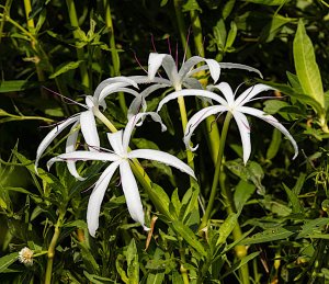 Swamp Lily