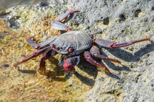 Red Rock Crab