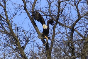 Bald Eagle gathering branches