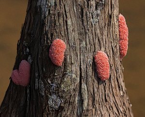 Giant Applesnail Egg Clutches