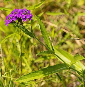 Slender Vervain