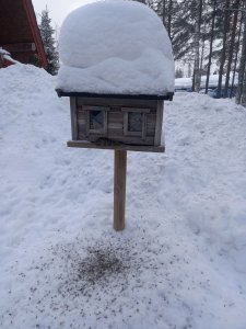 Sunflower feeder , Rovaniemi, Finland