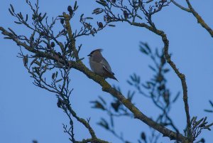 Waxwing