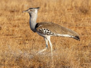 Kori Bustard