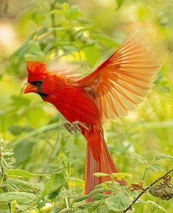 Northern Cardinal Male