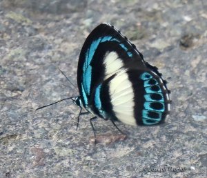 Large Green-banded Blue (Danis danis)