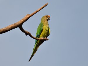 Peach-fronted Parakeet