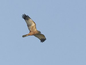 Marsh Harrier