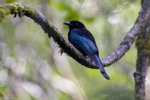 Hair-crested Drongo