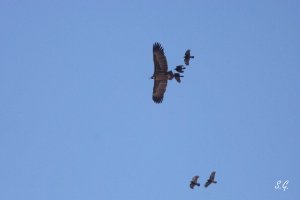 Crows chasing cinereous vulture