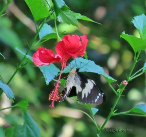 Euchenor Swallowtail (Papilio euchenor)