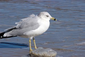 Ring-billed Gull