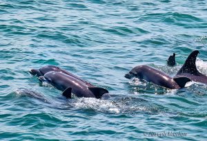 Common Bottlenose Dolphin (Tursiops truncatus)