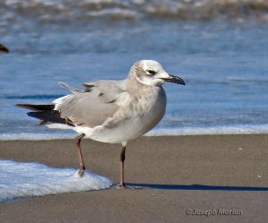 Laughing Gull