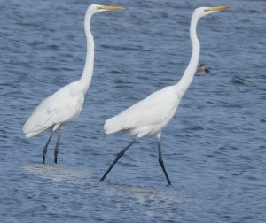 Duo Great Egret