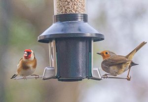 European Robin & European Goldfinch