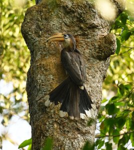 Brown hornbill.