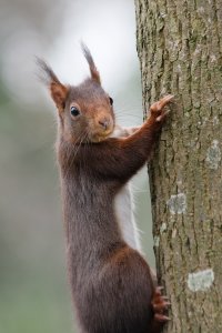 Squirrrel N2105092