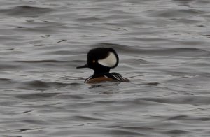 Hooded Merganser  at Simpson Lake Feb 2024 2.jpg