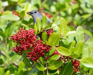 Gray Catbird eating berries