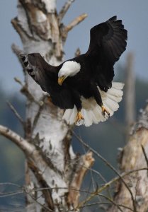 Bald Eagle