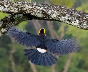 Keel-billed Toucan