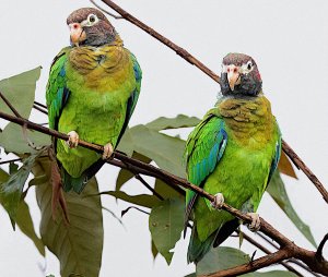 Brown-hooded Parrots