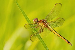 Needham's Skimmer, Female