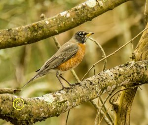 American Robin