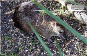 The Aussie Gardener