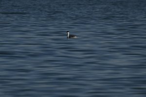 Plane-spotter story part 1: Distant grebe