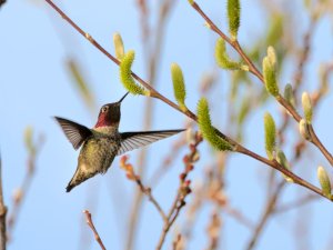 Anna's hummingbird ~ willows