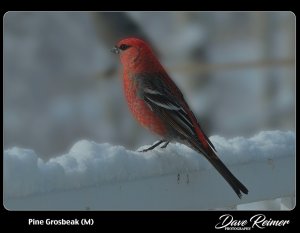 Pine Grosbeak Male