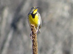 westernmeadowlark214242.jpg