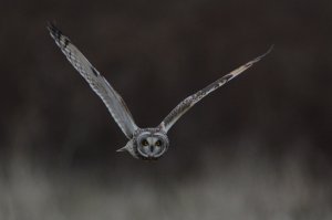 Short-eared Owl