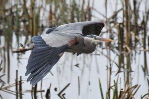 Great Blue Heron