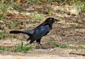 Carib Grackle