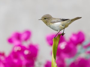 Chiffchaff, FOS