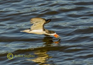 Black Skimmer