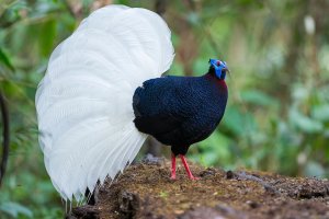 Bulwer's Pheasant