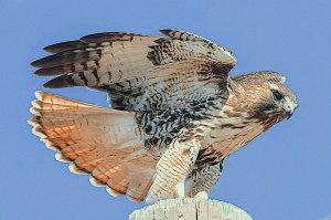 Eastern Red-tailed Hawk