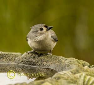 Tufted Titmouse