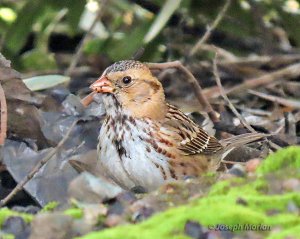 Harris's Sparrow