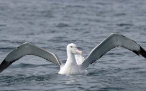 New Zealand Wandering Albatross