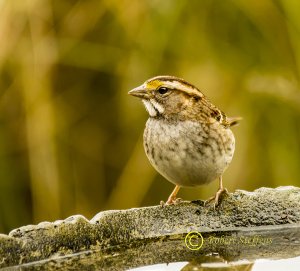 White-throated Sparrow