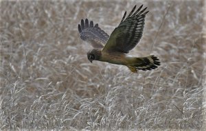 Northern Harrier