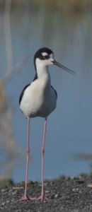 Black-necked Stilt